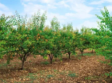 Yeşilyurt Kayısı Sulama
